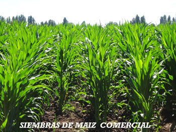 b36ceb9688abb00875c00a2590008ebf